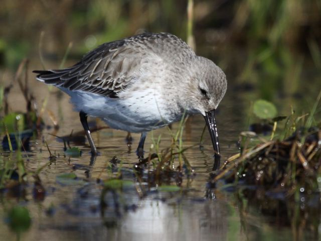Dunlin